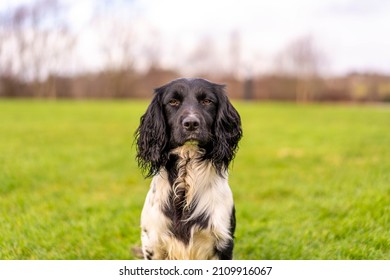 Black Springer Spaniel Hunting Dog