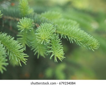 Black Spruce