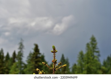 Black Spruce Buds Closeup On A Cloudy Day.