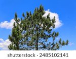 The black spruce, is a North American species of spruce tree in the pine family. It is widespread across Canada, found in all 10 provinces and all 3 Arctic territories.