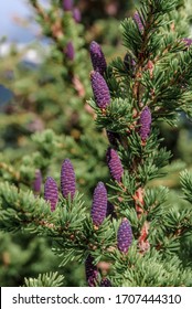 Black Spruce (Picea Mariana) In Alaska, USA