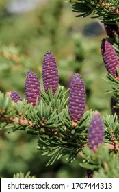 Black Spruce (Picea Mariana) In Alaska, USA