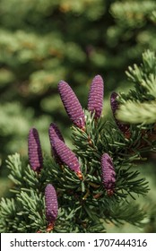 Black Spruce (Picea Mariana) In Alaska, USA