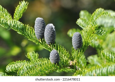 Black Spruce Tree Branch With Immature Cones