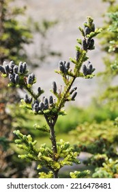 Black Spruce Tree Top Branch With Many Immature Cones