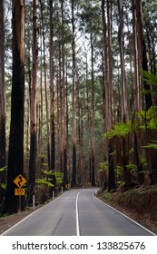 The Black Spur After Black Saturday Bushfires Near Healesville, Victoria, Australia