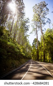 The Black Spur After Black Saturday Bushfires Near Healesville, Victoria, Australia