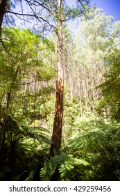 The Black Spur After Black Saturday Bushfires Near Healesville, Victoria, Australia