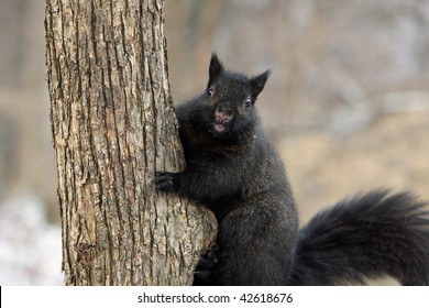 Black Squirrel