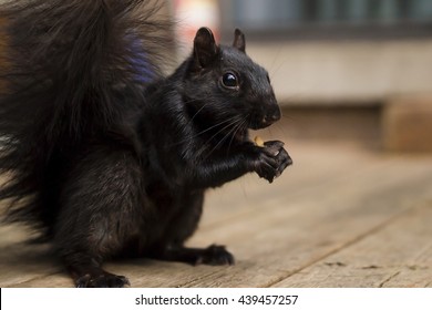 Black Squirrel