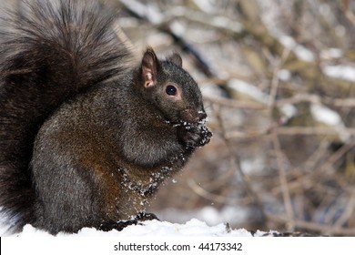 Black Squirrel