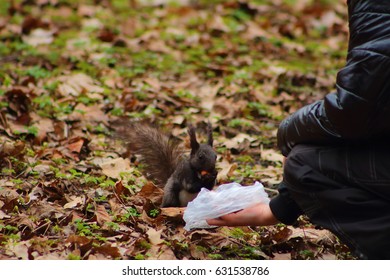 Squirrels Help Images Stock Photos Vectors Shutterstock