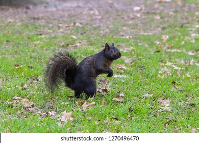 Ardilla Negra Imagenes Fotos De Stock Y Vectores Shutterstock