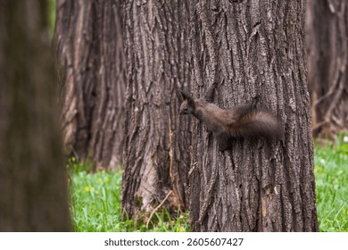 Black squirrel descending a tree trunk in a dense forest. Dynamic wildlife moment in natural woodland environment.