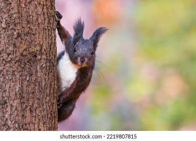 black squirrel (Sciurus meridionalis) on the tree