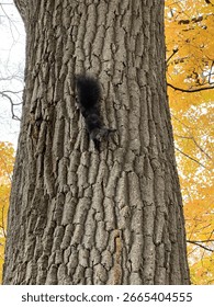 a black squirrel in a tree