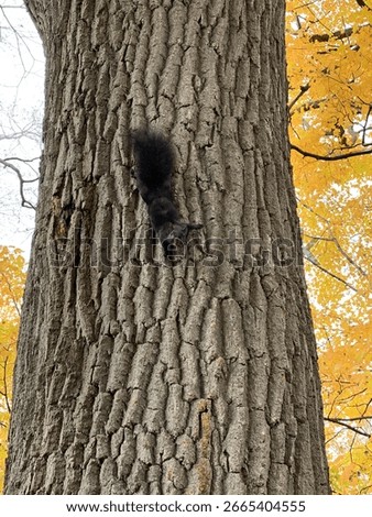 a black squirrel in a tree
