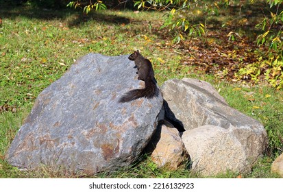 Black Squirrels Are A Melanistic Subgroup Of Squirrels With Black Coloration On Their Fur. The Phenomenon Occurs With Several Species Of Squirrels