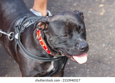 Black Staffordshire Bull Terrier Breed Dog, On The Street. Tenerife, Canary Islands, Spain