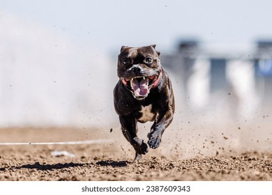 black staffordshire bull terrier staffy pit bull dog running lure course sport in the dirt on a sunny summer day