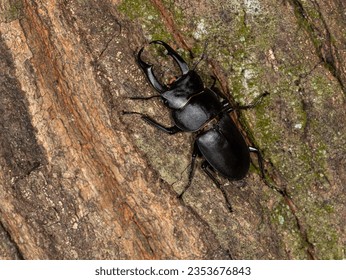 A black stag beetle (dorcus rectus) on the tree in summer, Insect or bug, Nobody, Close up of macro, Japanese stag beetle