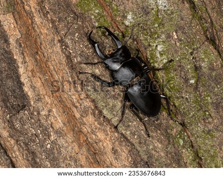 A black stag beetle (dorcus rectus) on the tree in summer, Insect or bug, Nobody, Close up of macro, Japanese stag beetle
