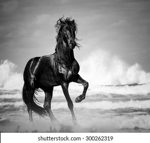 Black Stallion By Seaside Wild Stock Photo 300262319 | Shutterstock