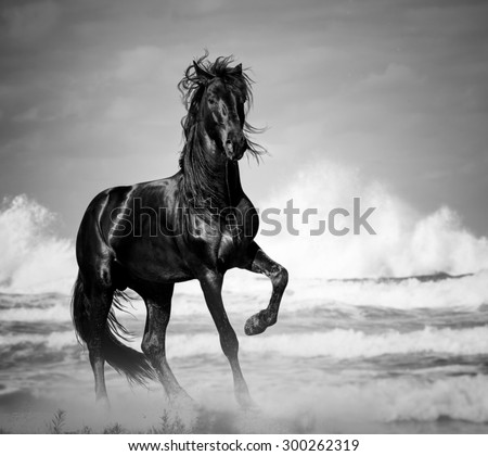black stallion by the seaside in the wild
