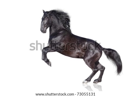 black stallion isolated on white