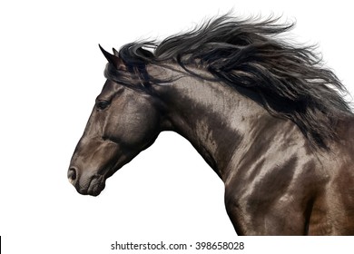 Black stallion with long mane in motion portrait isolated on white background - Shutterstock ID 398658028
