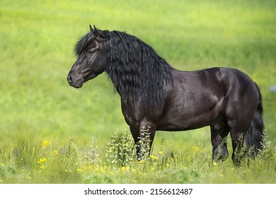 Black stallion with long mane in spring flowers meadow