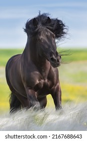 Black stallion with long mane in spring  feather grass