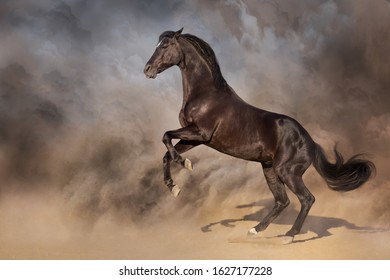 Black stallion rearing up in desert dust 