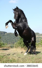 Black stallion rears