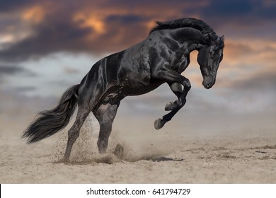 Black stallion run in desert against dramatic sky