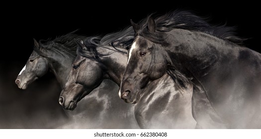 Black stallions with long mane run on dark background