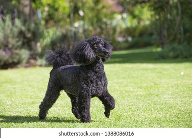 black standard poodle dog newly groomed and standing side on showing its elegant profile in a beautiful pose in a garden looking at its owner
