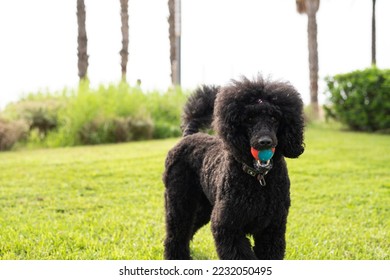 mini poodle craigslist