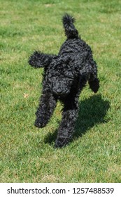 Black Standard Poodle Running On Grass