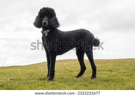 Black standard poodle standing in the grass.