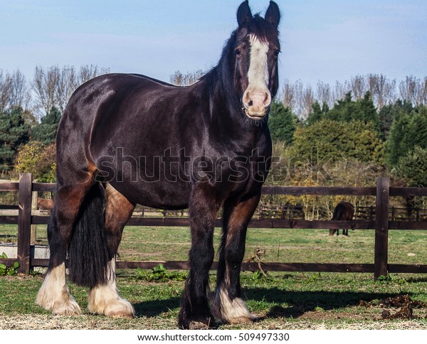 Black Standing Beautiful Horse Stock Photo (Edit Now) 509497330