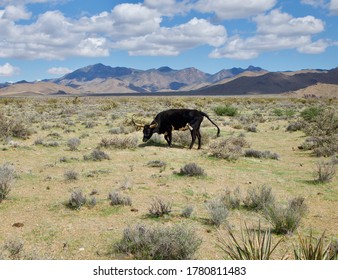 Black Steer, US 93 North Of Kingman, AZ