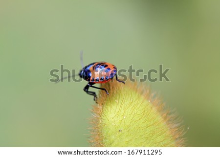 Similar – willow leaf beetle Nature