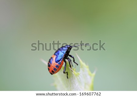 Similar – willow leaf beetle Nature