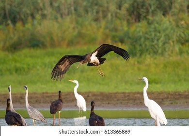 Black Stork