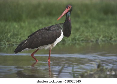 Black Stork