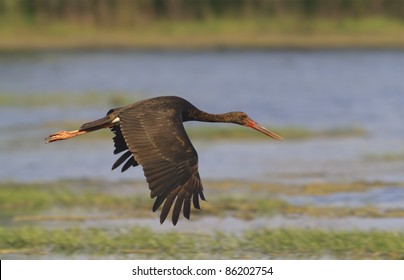 Black Stork