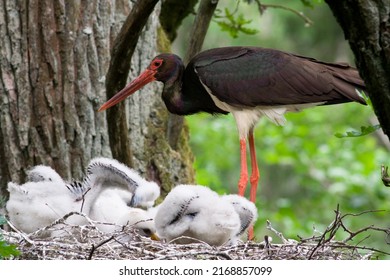 Black stork with babies in the nest. Wildlife scene from nature. Bird Black Stork with red bill, Ciconia nigra, sitting on the nest in the forest. Animal spring nesting behavior in the forest.