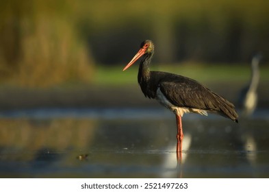 Black stork bird ( Ciconia nigra )