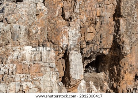 Black stork chicks nesting in a cave and a griffon vulture resting on a steep rocky cliff in Monfragüe, Extremadura, España. Ciconia nigra and Gyps fulvus